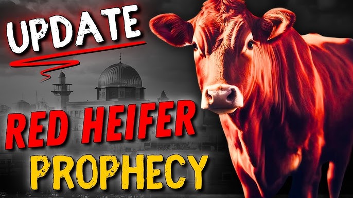Red Heifer Update