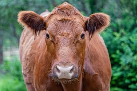 Red Heifer Update