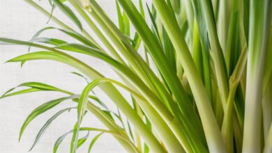 Lemongrass