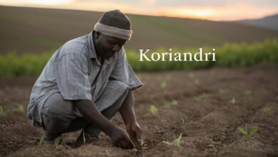 Koriandri