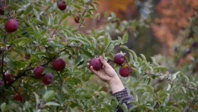 Cleveland apple picking
