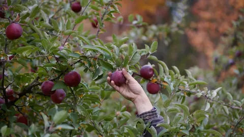 Cleveland apple picking