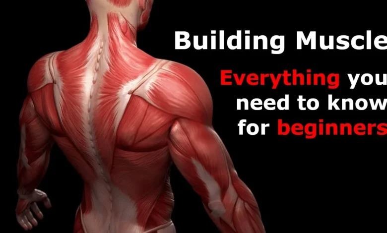 LLFans: Everything You Need to Know About the Platform Gaining