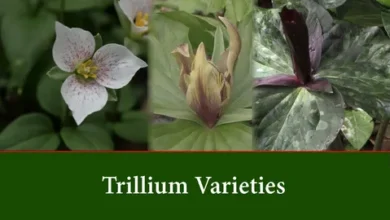 trillium stevie lesbian